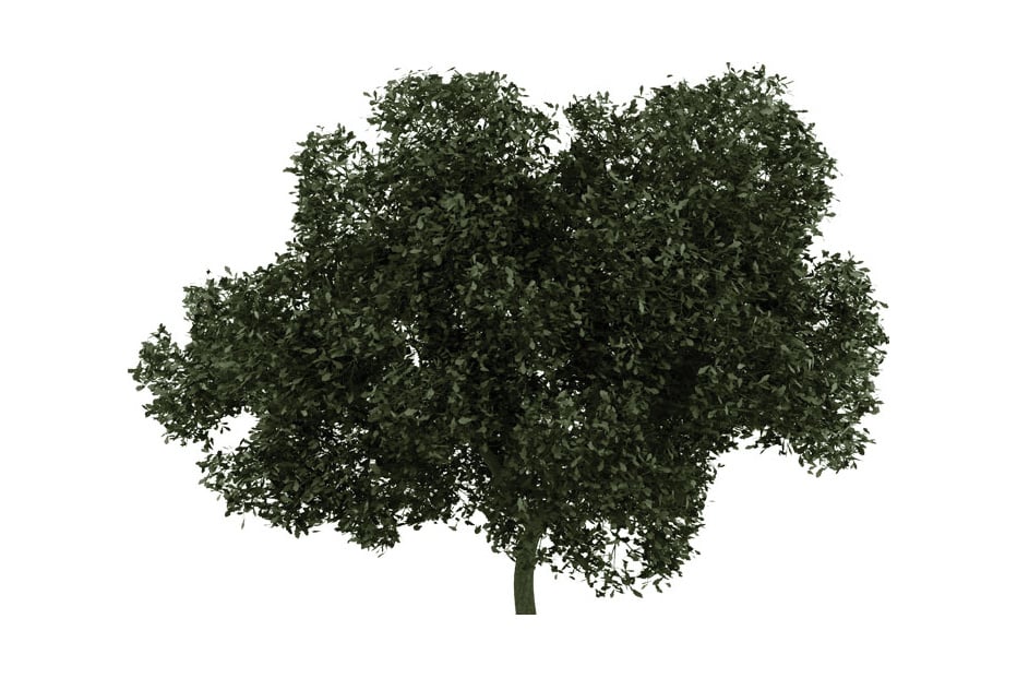 American White Oak